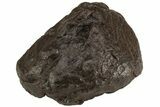 Chondrite Meteorite ( g) - Western Sahara Desert #222375-1